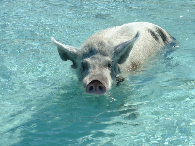 Big Pig